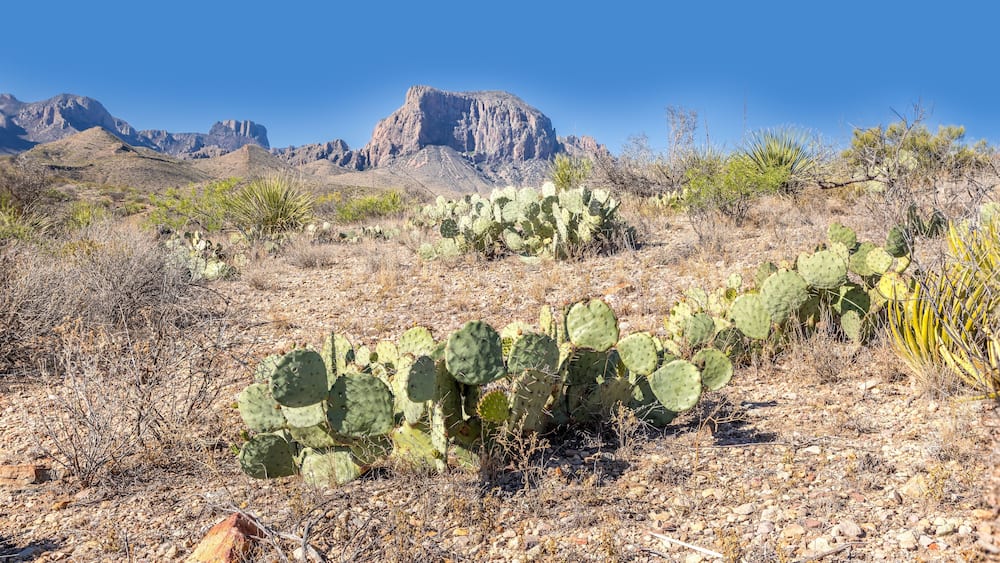 The arid desert landscape of the Big Bend National Park with mountains and cactus