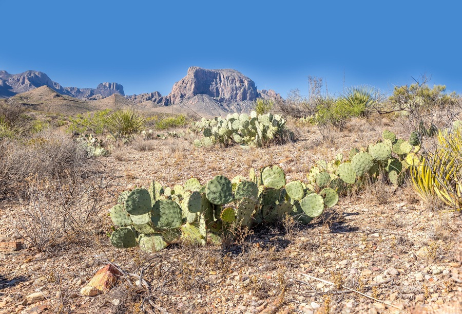 The arid desert landscape of the Big Bend National Park with mountains and cactus