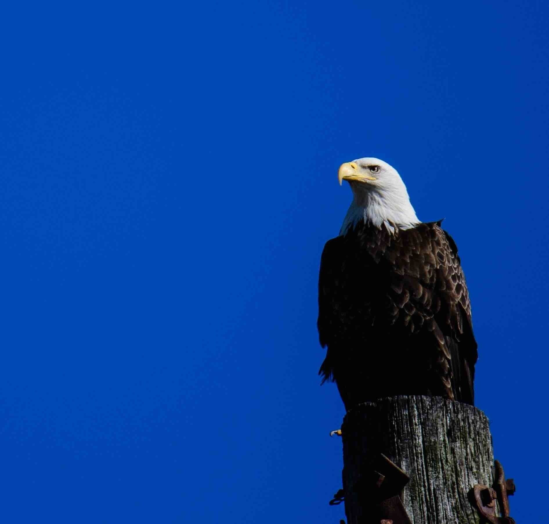 This is why you need to always have your camera with you. You never know when a Bald Eagle will pose for you. #bvs100K #baldeagles #virginiabeach #wildlife