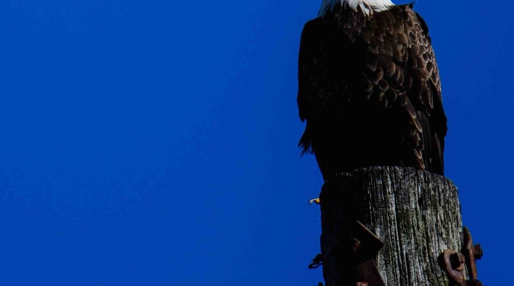 This is why you need to always have your camera with you. You never know when a Bald Eagle will pose for you. #bvs100K #baldeagles #virginiabeach #wildlife
