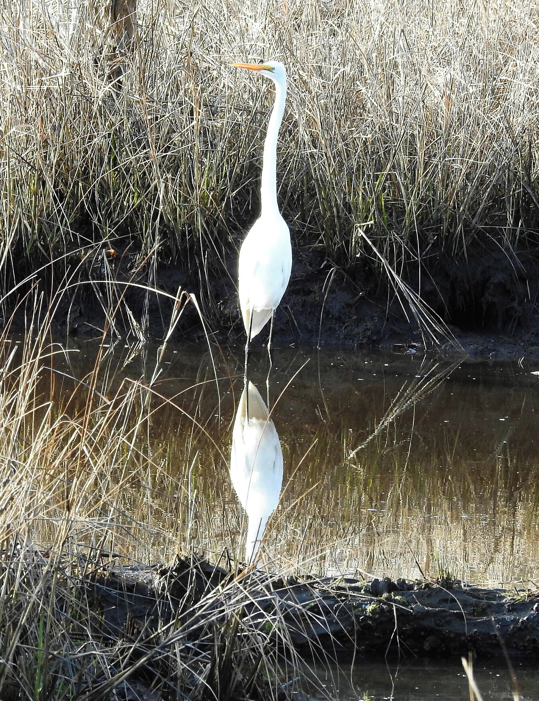 A great egret in First Landing State Park.