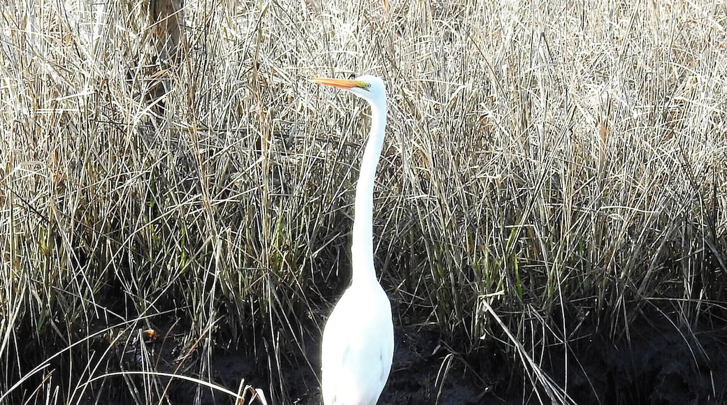 A great egret in First Landing State Park.