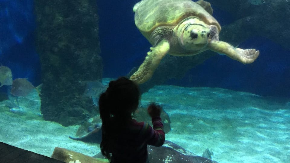 Amazing place to visit especially with children!