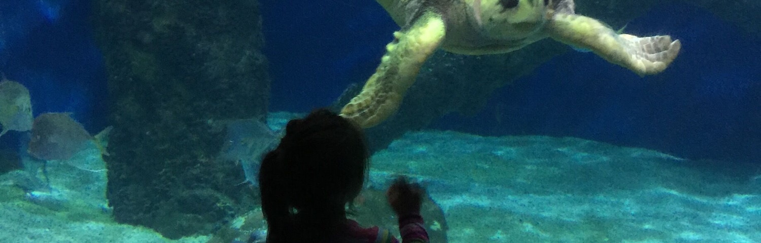 Criança observando uma tartaruga marinha nadando em um aquário.