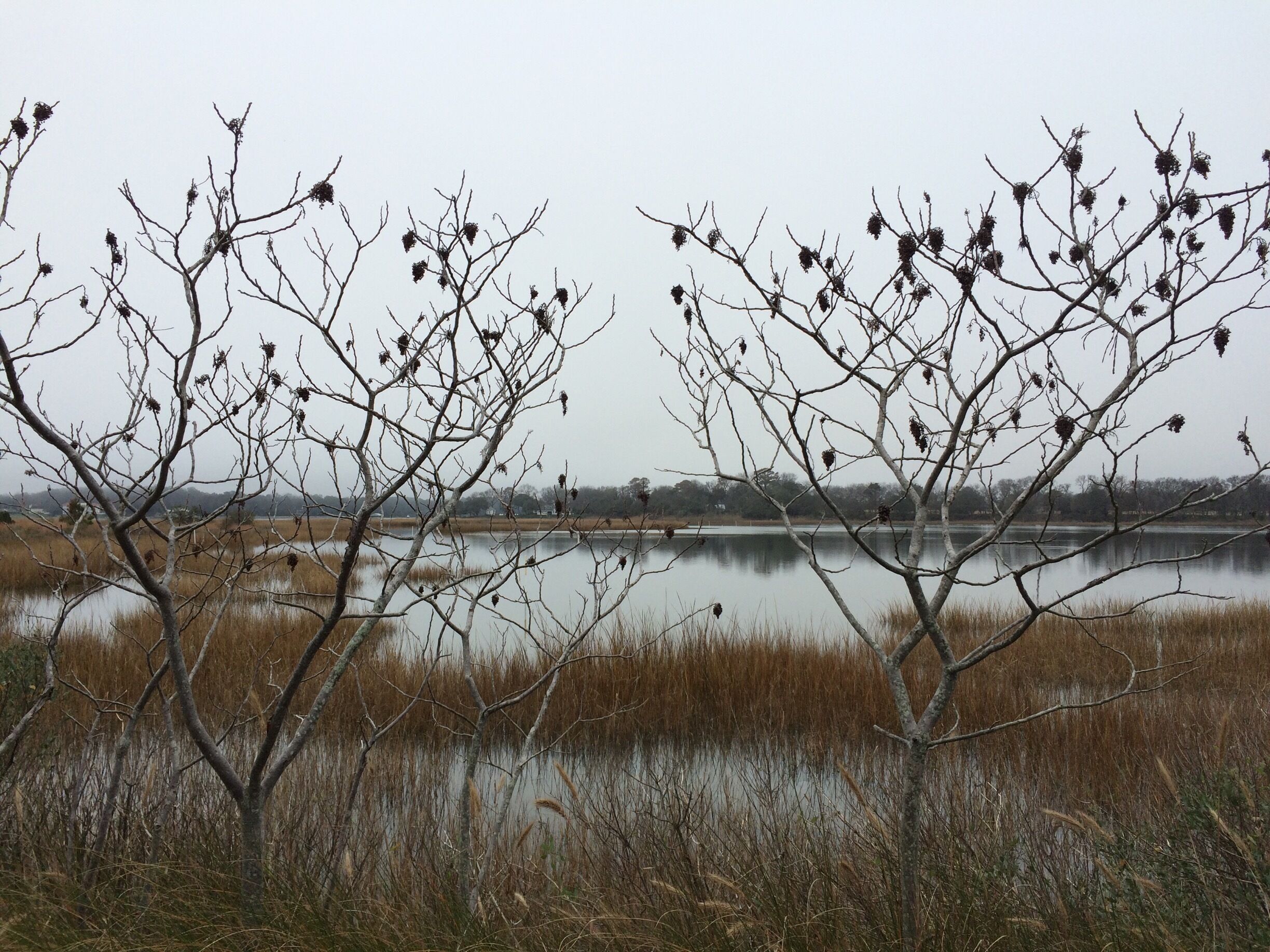 8.3 miles of serenity, nature and marsh :)