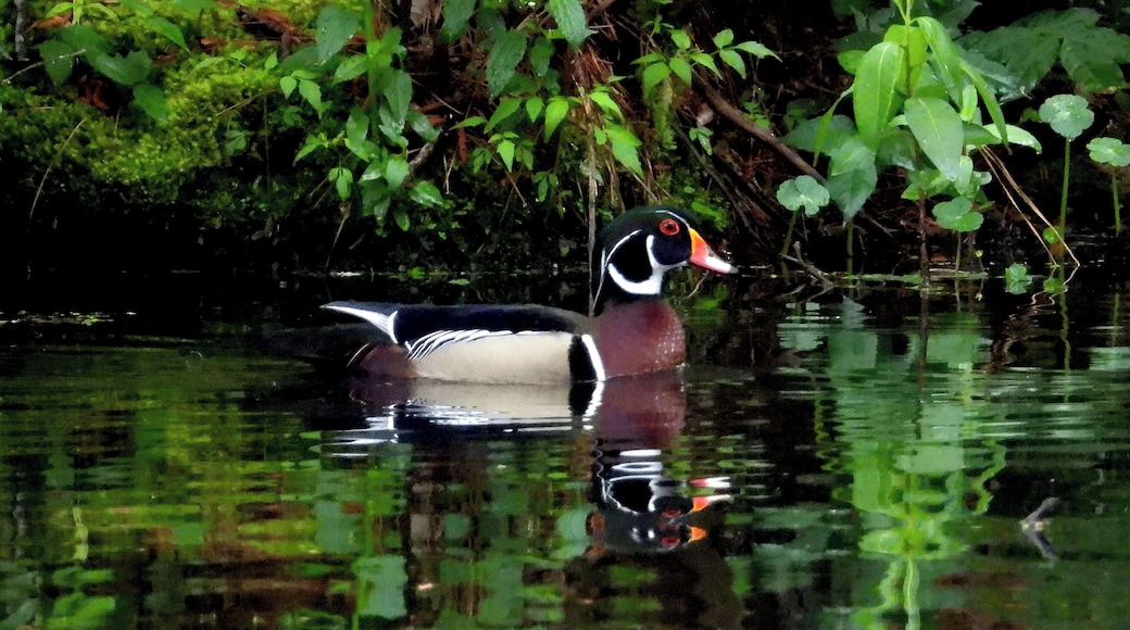 A beautiful male wood duck!