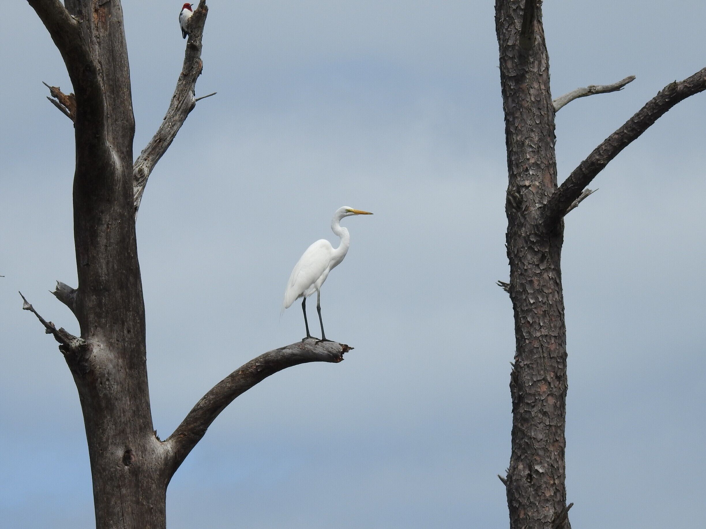 Photo bombed by a woodpecker