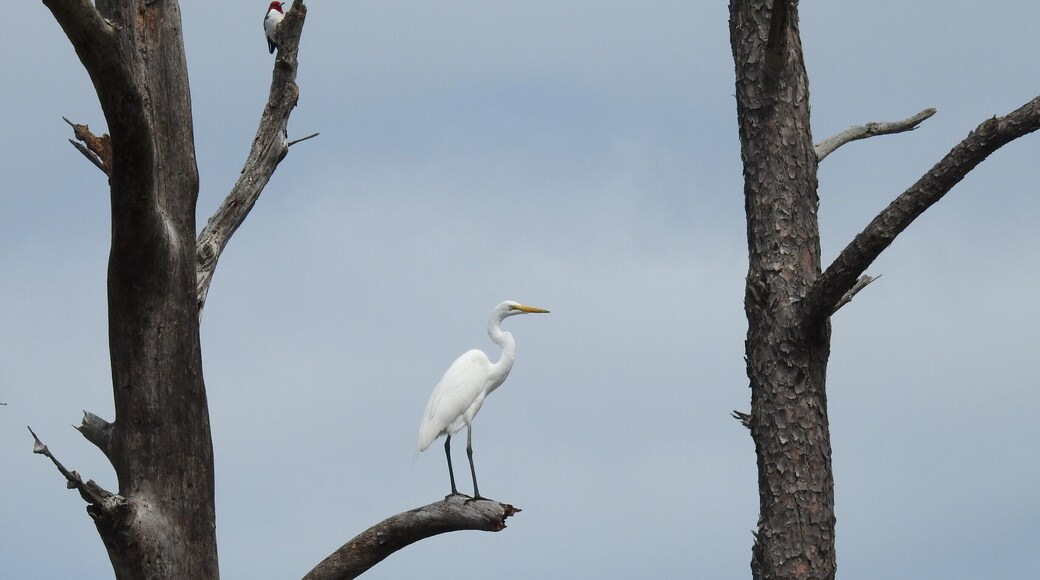 Photo bombed by a woodpecker