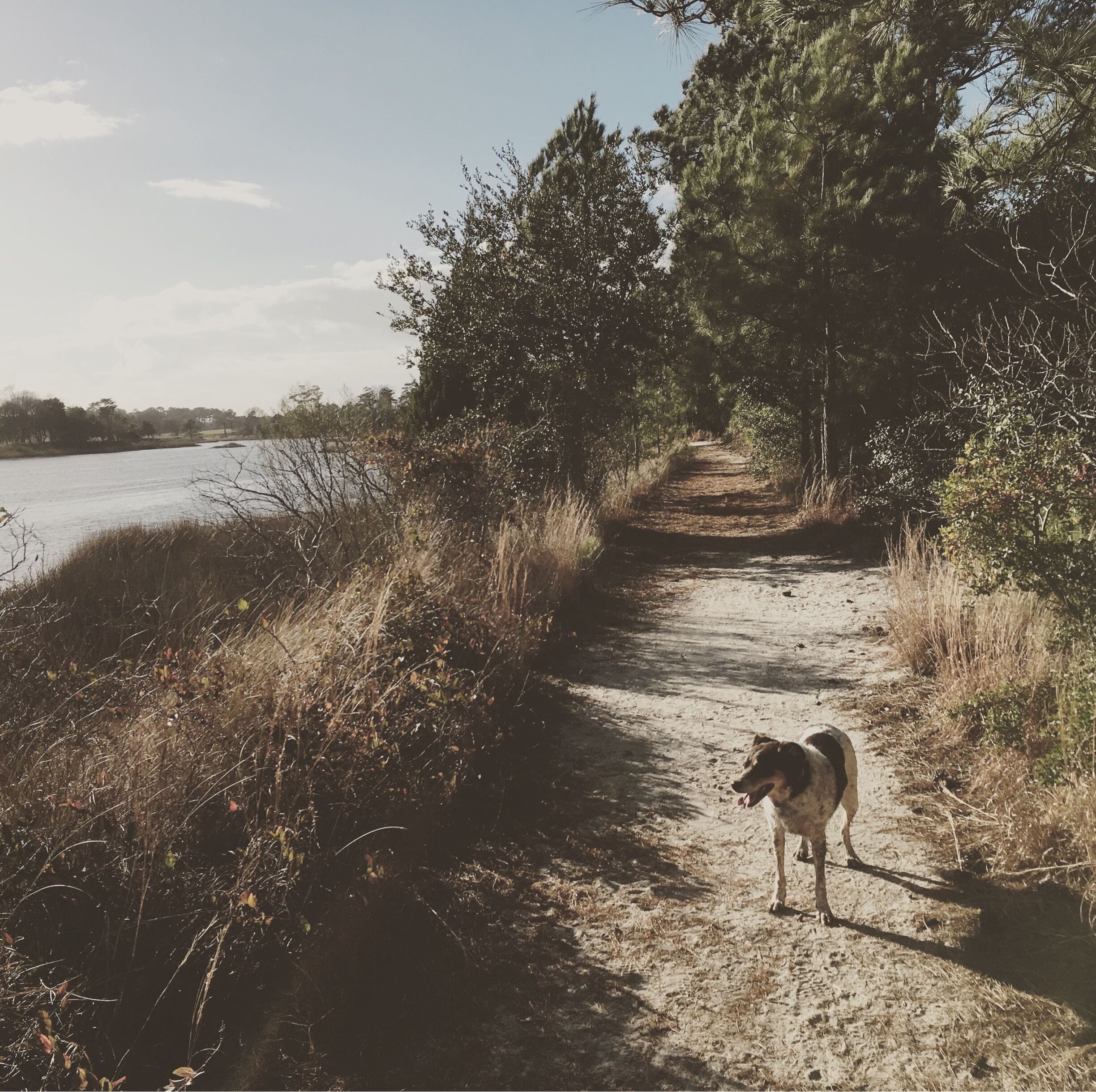 One of the reasons I love living in VB. Quiet trail along the Lynnhaven River. 