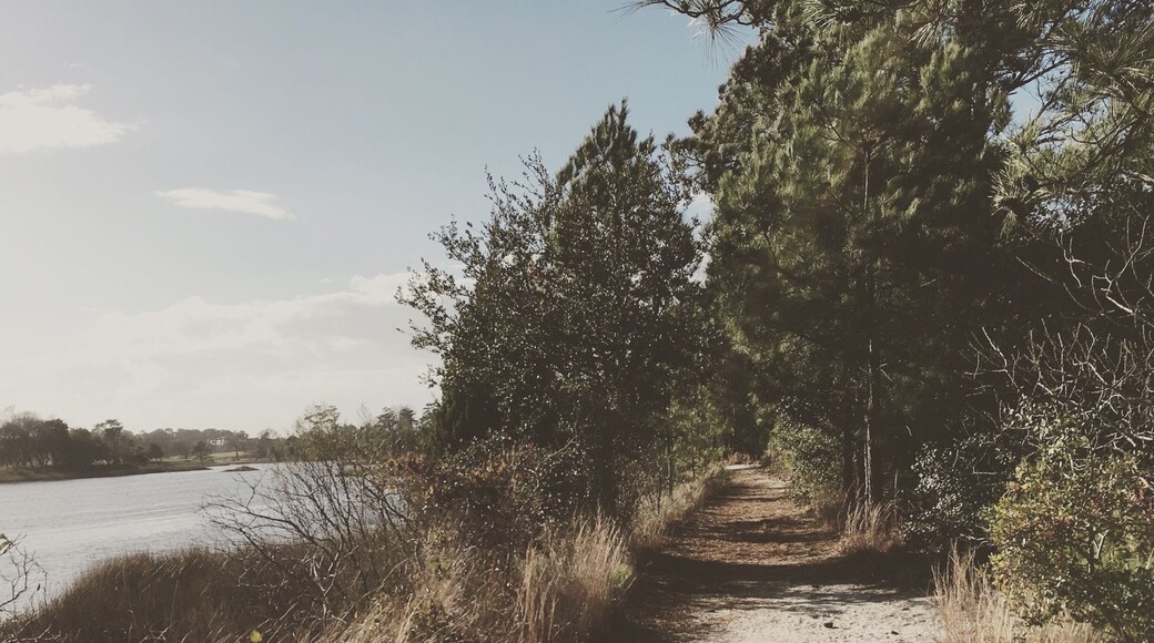 One of the reasons I love living in VB. Quiet trail along the Lynnhaven River.