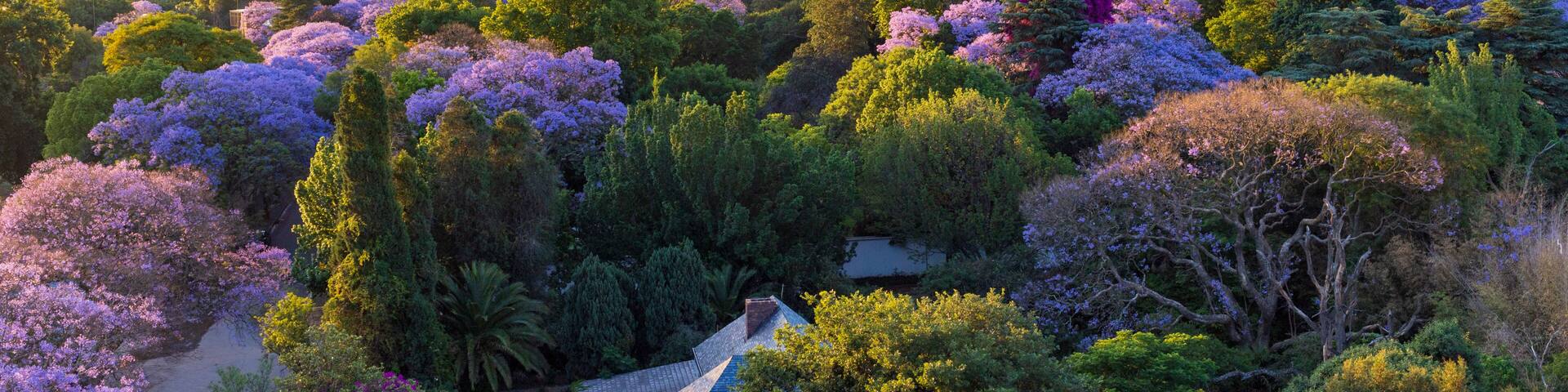 Jacaranda blooming season in Johannesburg, South Africa