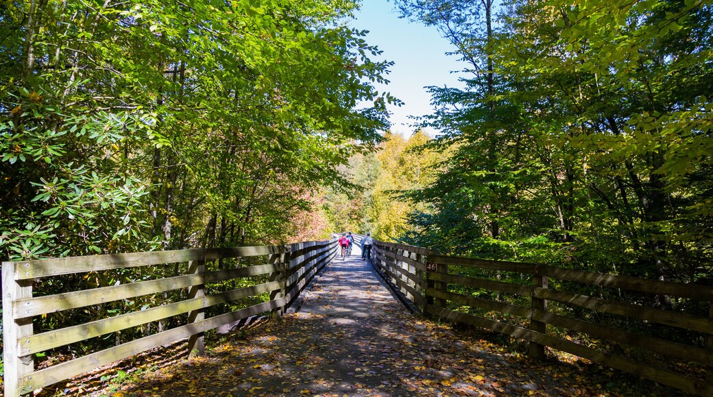 Wooden bridge in autumn forest, The Virginia Creeper National Recreation Trail, Abingdon, VA, USA