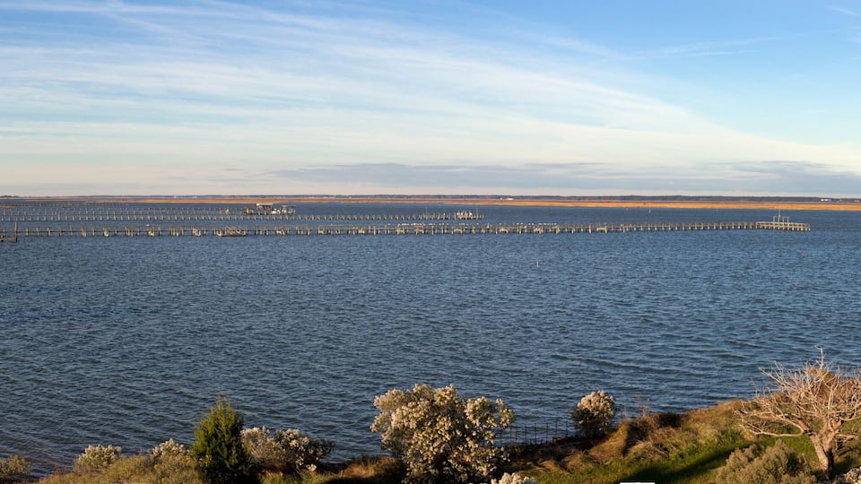 A coastal landscape with a pier extending into the water, surrounded by grassy areas and trees.