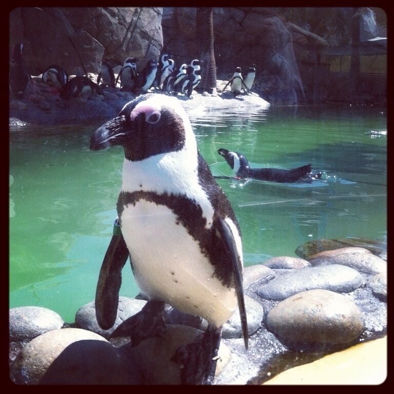 Pool Party.
#penguins