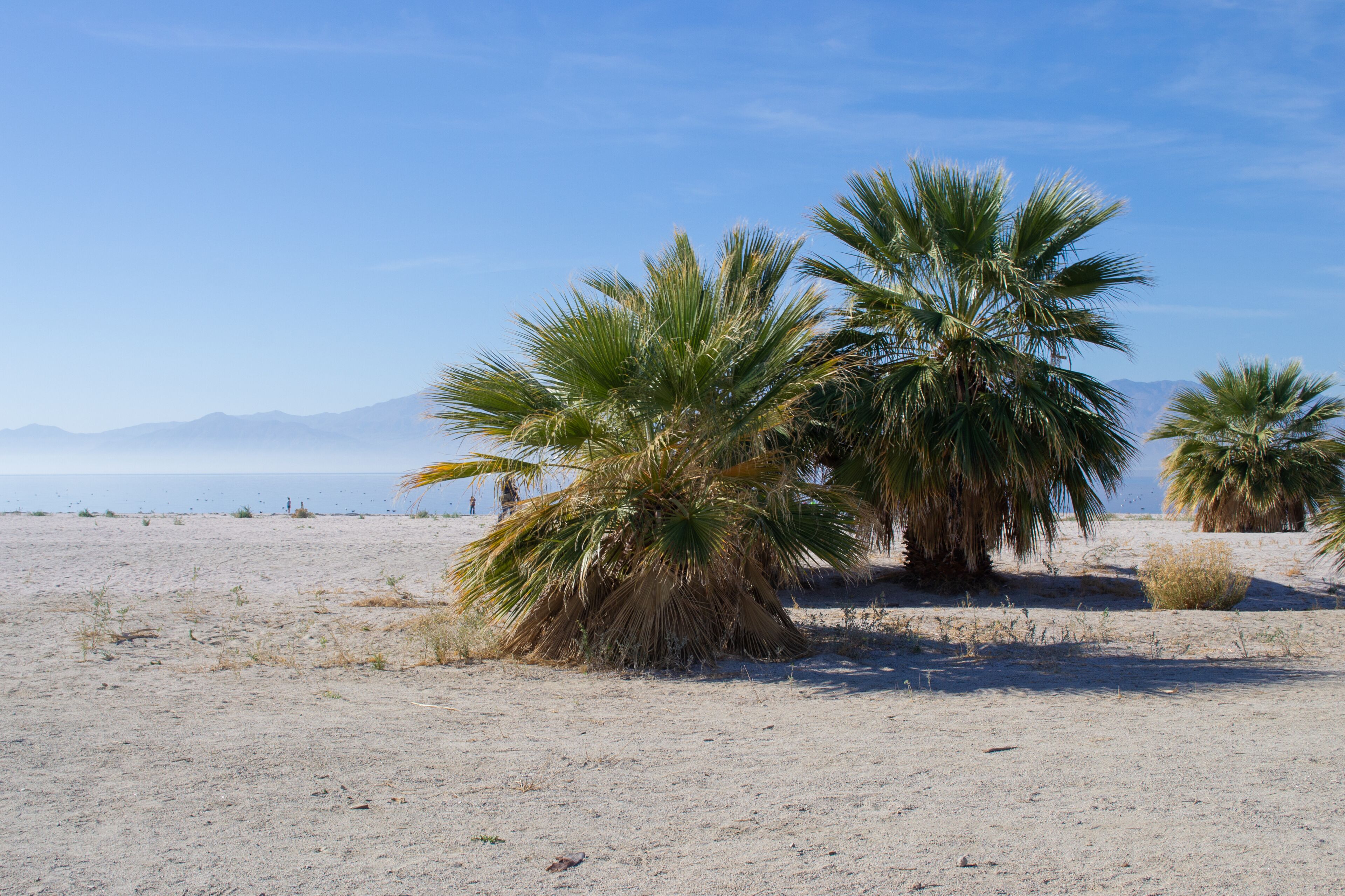 Lake near Joshua Tree and Palm Desert