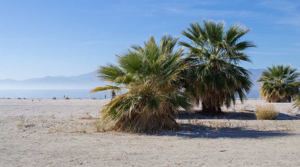 Lake near Joshua Tree and Palm Desert