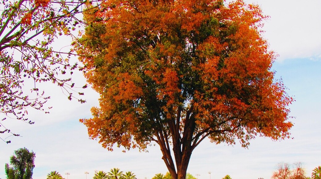 Family day at the park and I got this shot before we left and it was the only one I was able to get #BvS 129228