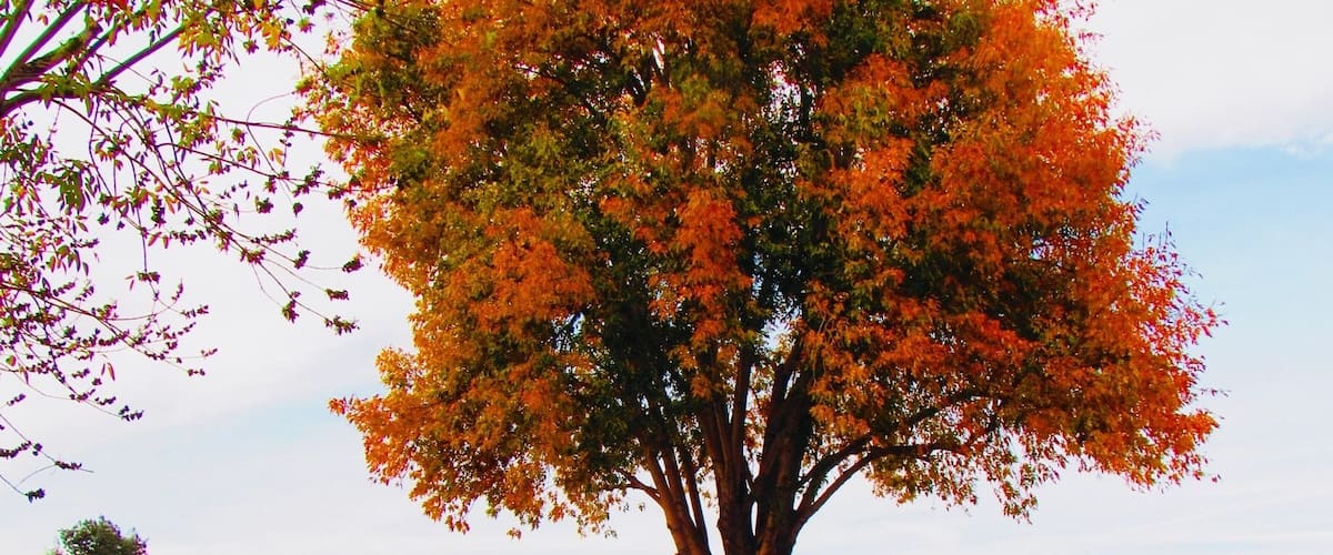 Family day at the park and I got this shot before we left and it was the only one I was able to get #BvS 129228