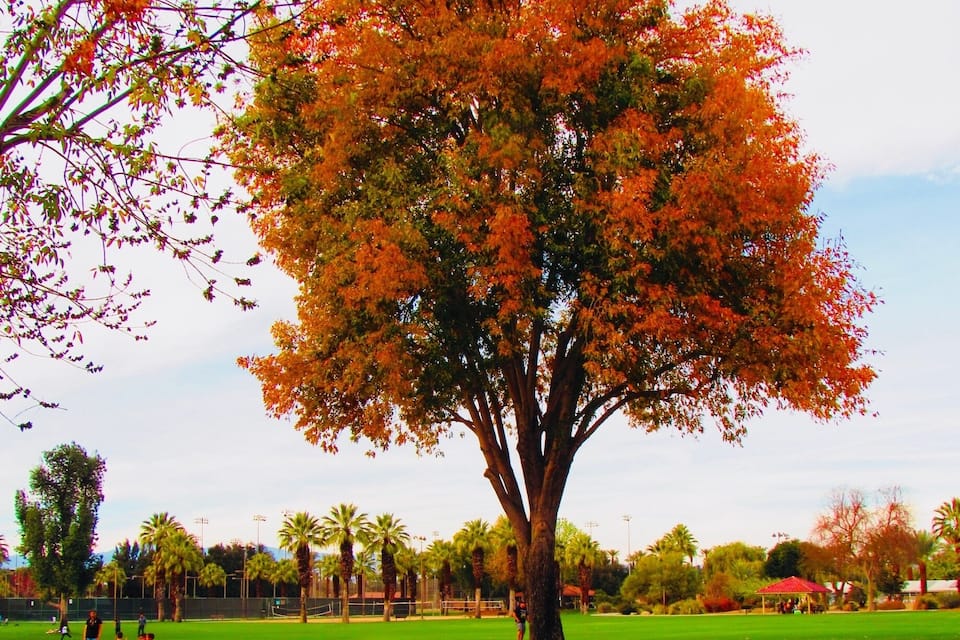 Un arbre gran amb fulles taronja en un parc amb gespa verda i palmeres.