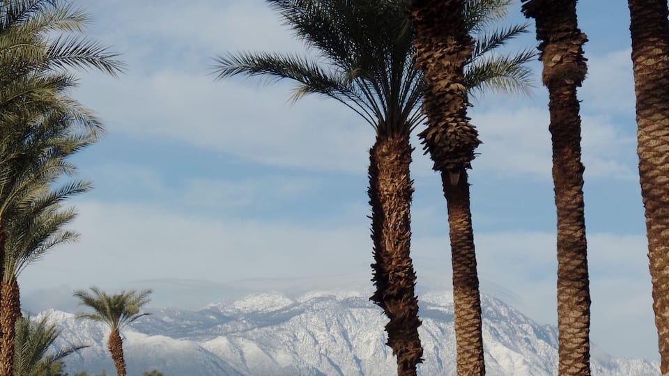 Tall palm trees in front of snow-capped mountains.