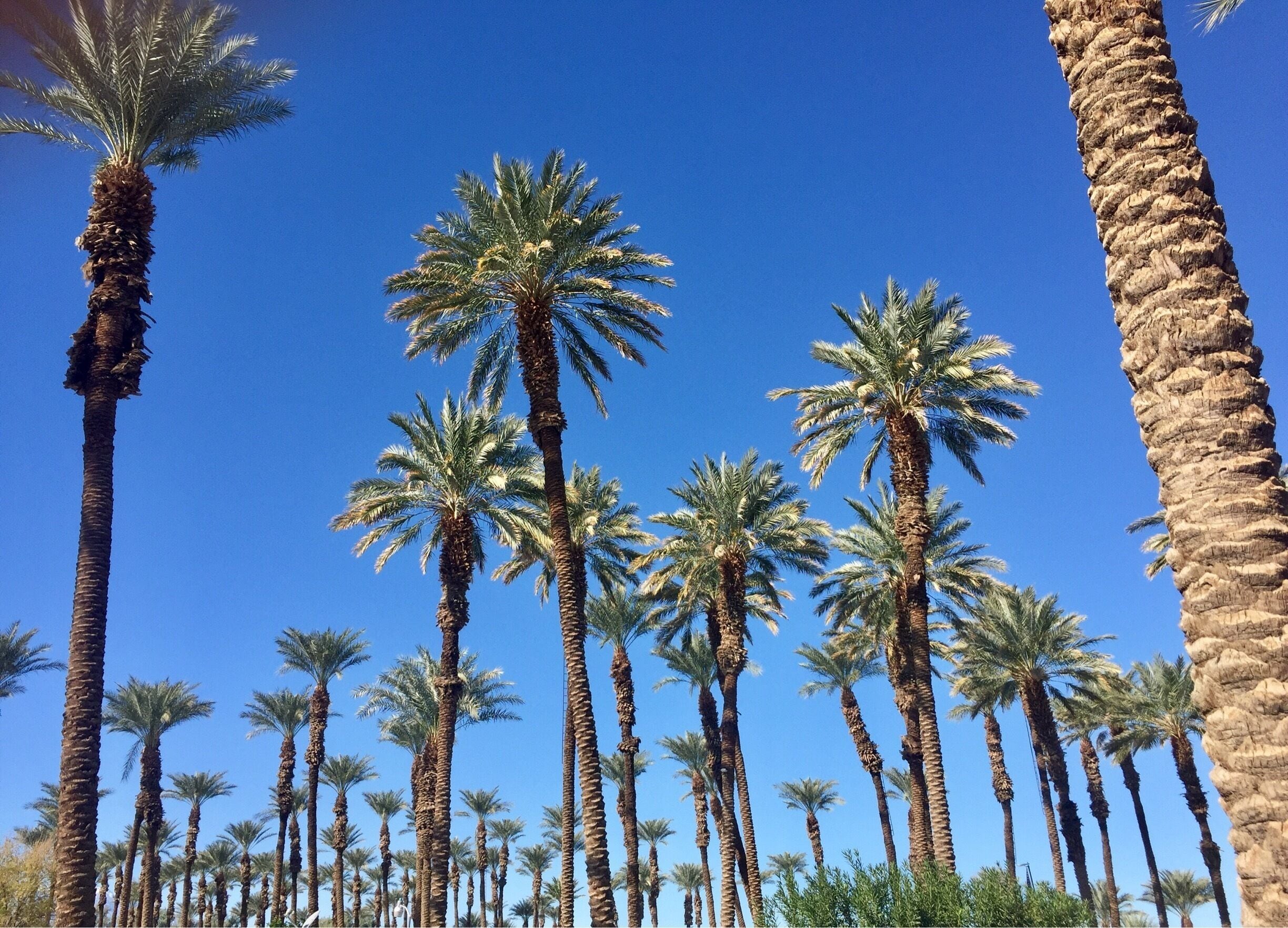 As a full time RVer we have the luxury and ability of changing 'homesites' as frequently as we want to. We've left Arizona and are spending a few days here in Palm Desert as we make our way  to Northern California. Our current 'home site' is located in a working date farm .... this is the view from my living room window!  