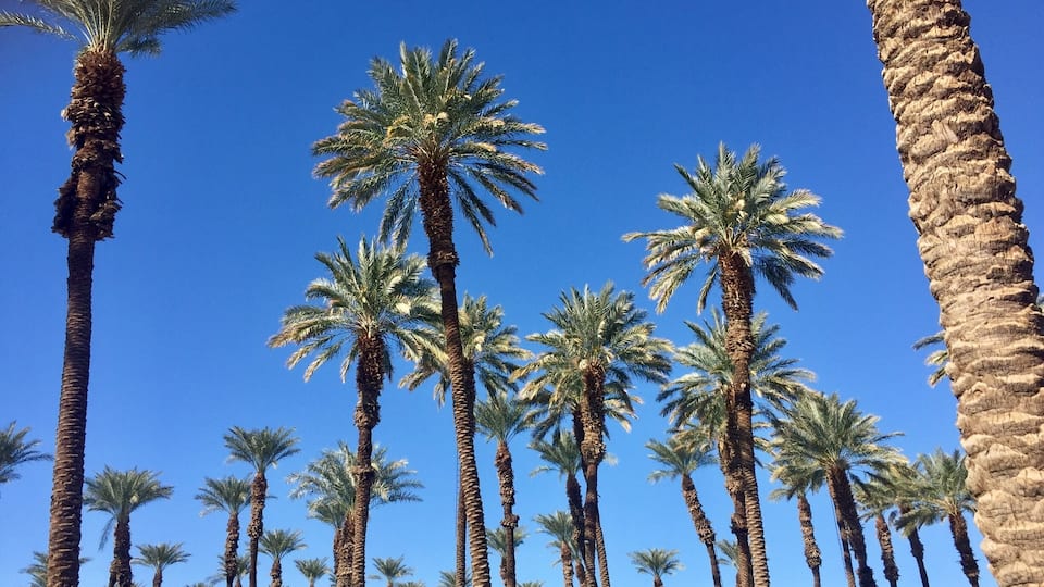 A row of tall palm trees against a clear blue sky.