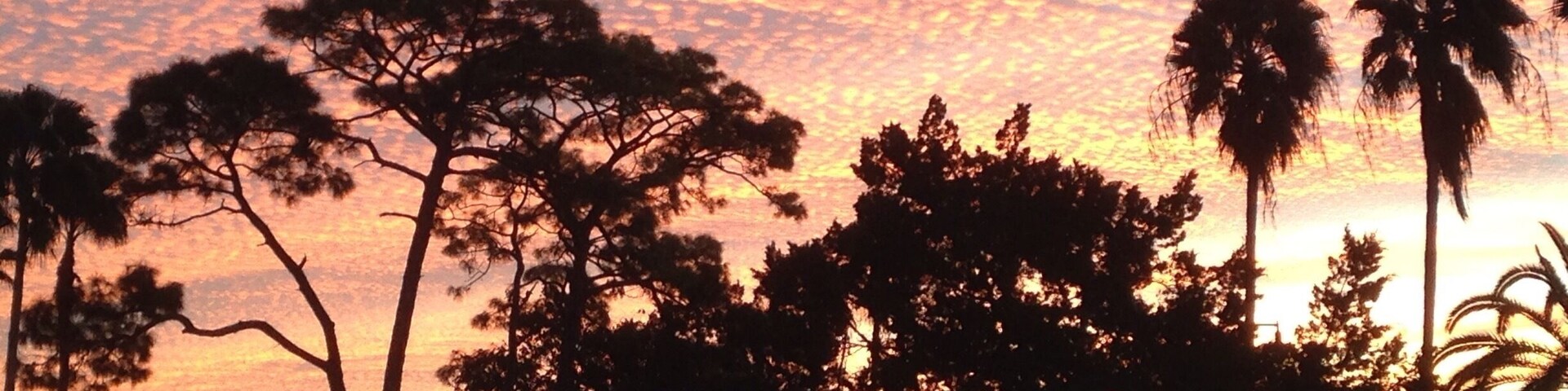 The dawn after my 60 minute workout with the V Group at Centennial Park, Venice. The last several sunrises and sunsets have extraordinary!!!