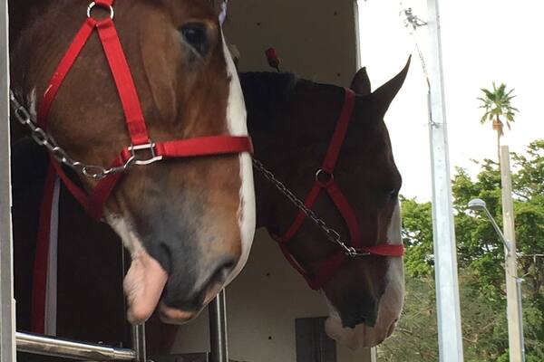 Budweiser Clydesdales arrived in Venice for the evening. The rain passed through before they arrived and there was great audience participation as they were traveling on Venice and Miami Avenues.