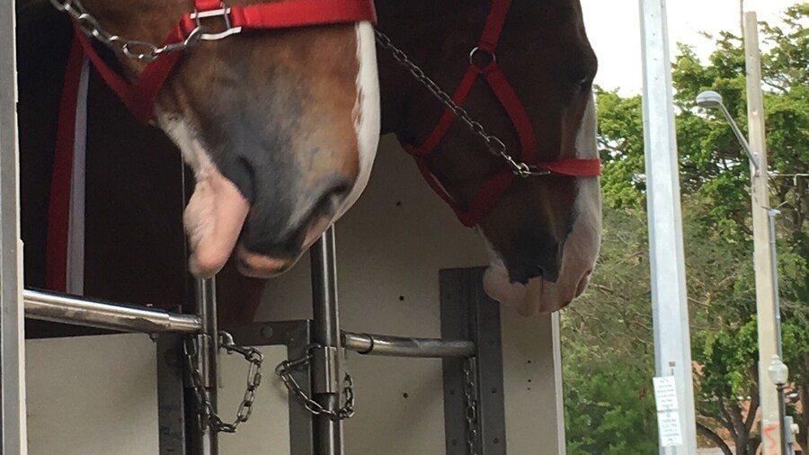 Budweiser Clydesdales arrived in Venice for the evening. The rain passed through before they arrived and there was great audience participation as they were traveling on Venice and Miami Avenues.