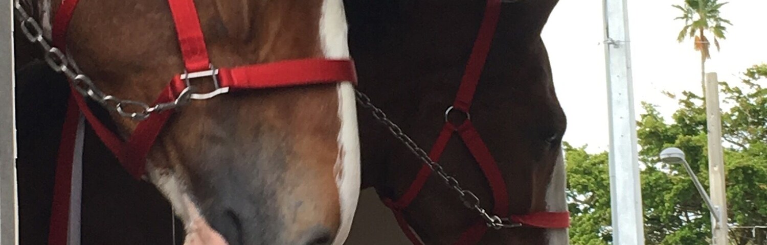Budweiser Clydesdales arrived in Venice for the evening. The rain passed through before they arrived and there was great audience participation as they were traveling on Venice and Miami Avenues.