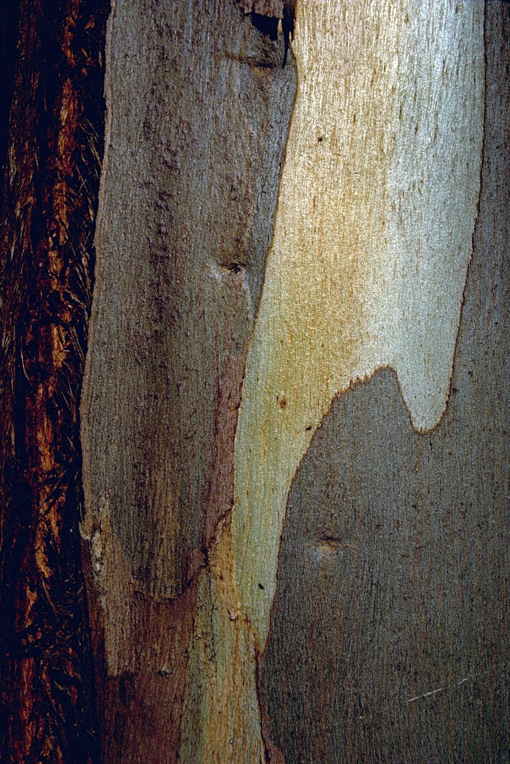 Casca de árvore
Eucalipto/Eucalyptus

Em minhas viagens tenho fotografado exaustivamente alguns temas. No fundo, sempre na esperança de publicá-los de alguma forma. Tenho perseguido o tema "Cascas de árvores" devido à sua diversidade de texturas, de formas e de cores.

In my travels I have photographed exhaustively some themes. In the background, always hoping to publish them somehow. I have pursued the theme "Tree Barks" because of its diversity of textures, shapes and colors.

#bark #tree #arvore #casca