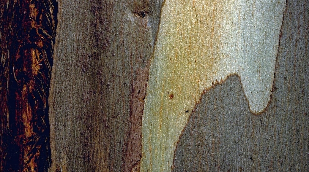 Casca de árvore
Eucalipto/Eucalyptus
Em minhas viagens tenho fotografado exaustivamente alguns temas. No fundo, sempre na esperança de publicá-los de alguma forma. Tenho perseguido o tema "Cascas de árvores" devido à sua diversidade de texturas, de formas e de cores.
In my travels I have photographed exhaustively some themes. In the background, always hoping to publish them somehow. I have pursued the theme "Tree Barks" because of its diversity of textures, shapes and colors.
#bark #tree #arvore #casca