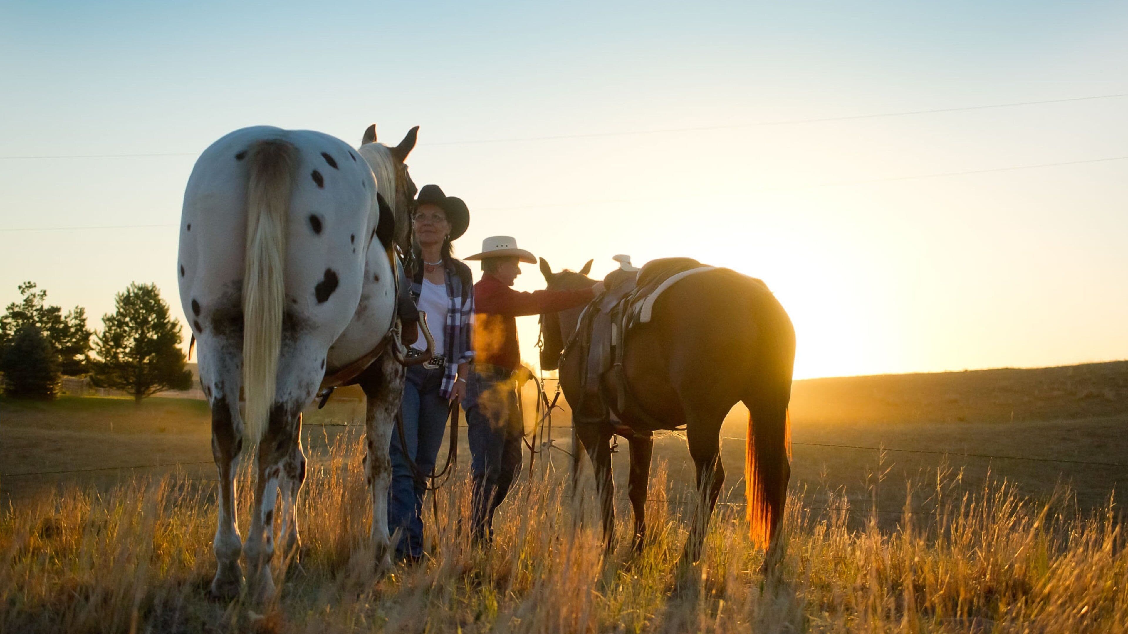 A person with two horses in a field at sunset.