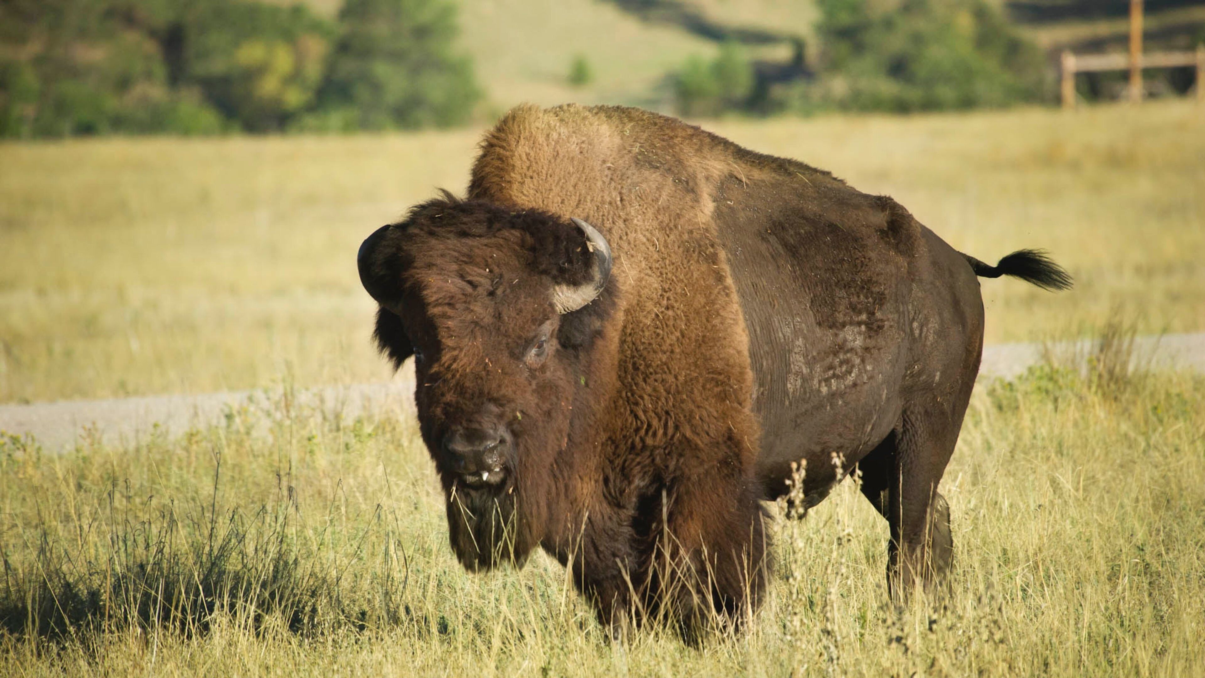 Valentine which includes land animals