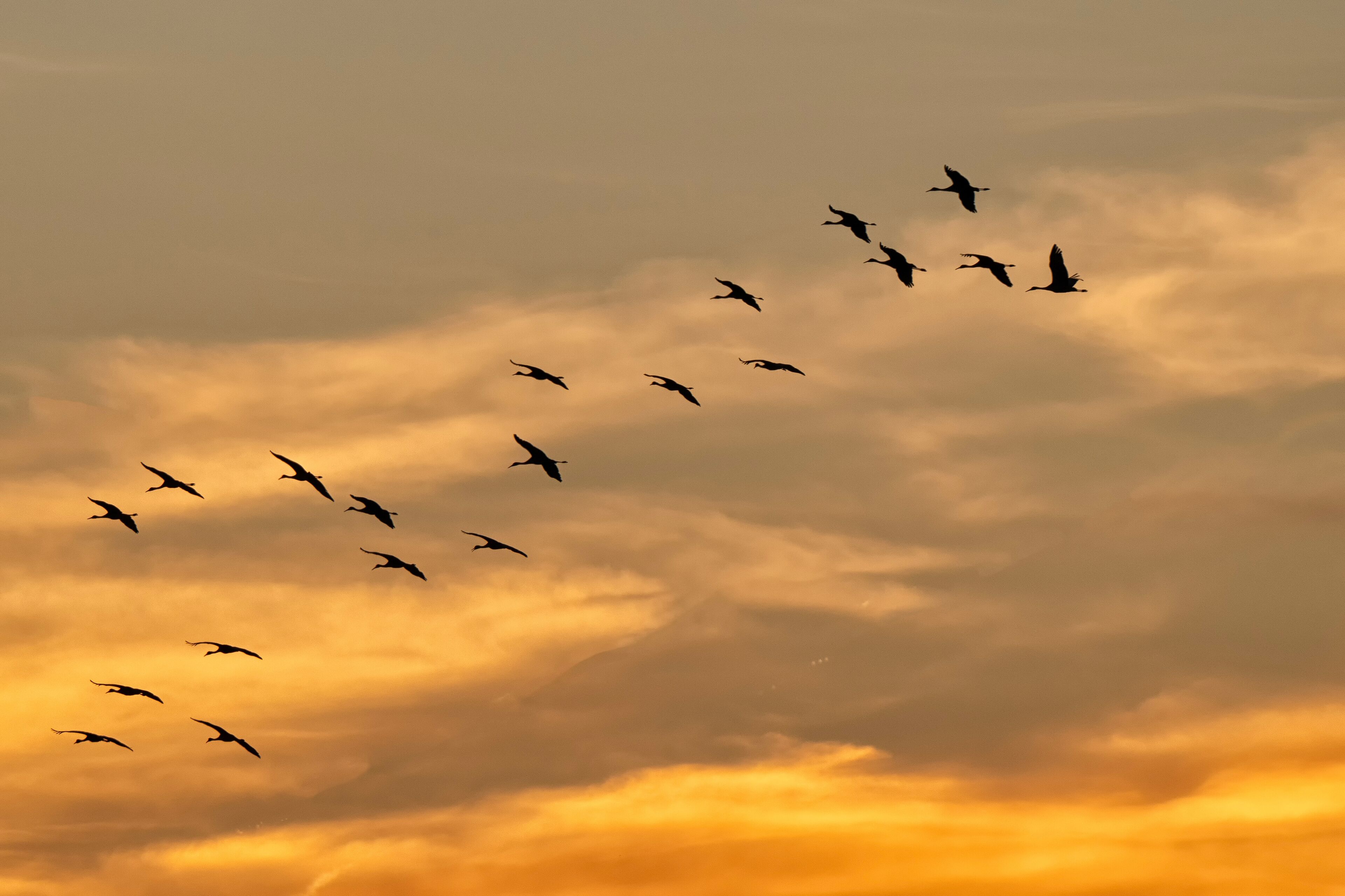 A flock of birds flying against a sunset sky.