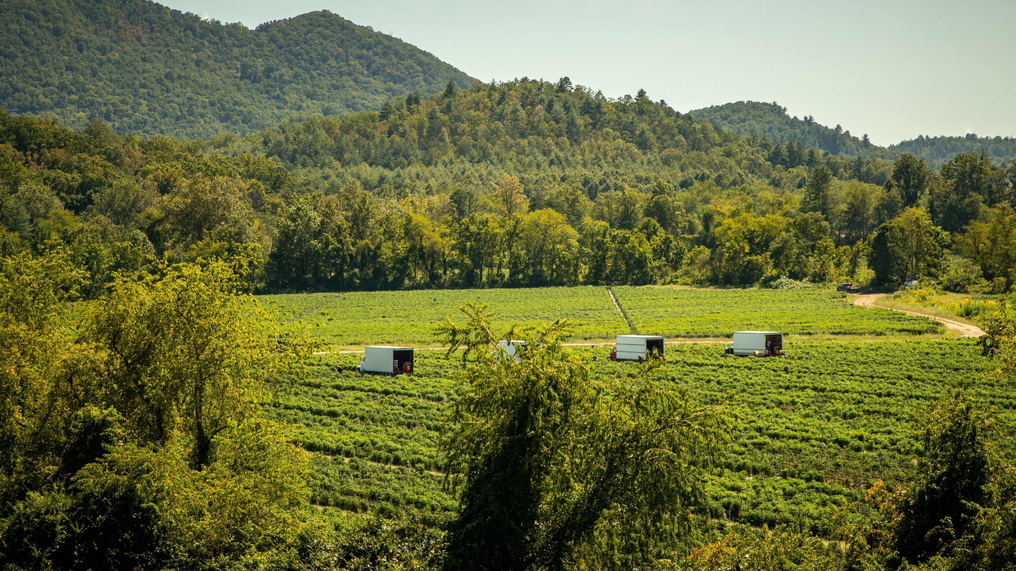 A lush green tea plantation with several small buildings amidst rolling hills and dense forests.
