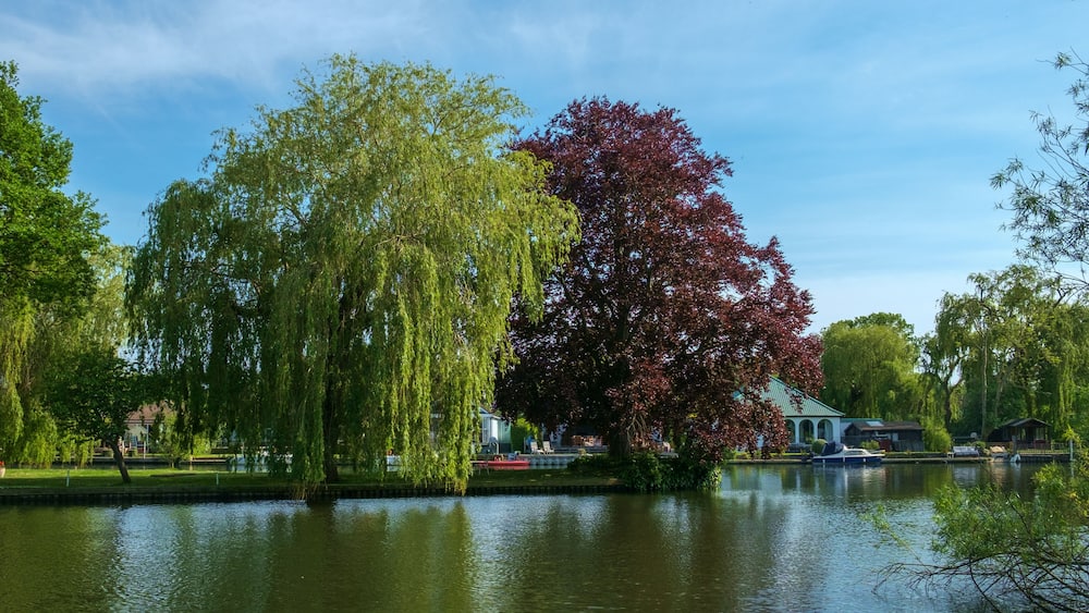 The River Thames, Shepperton, Surrey, UK.