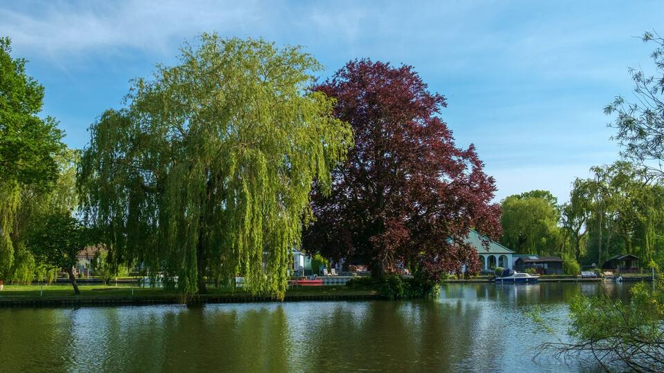 A calm lake with weeping willow trees and a red-leaved tree.