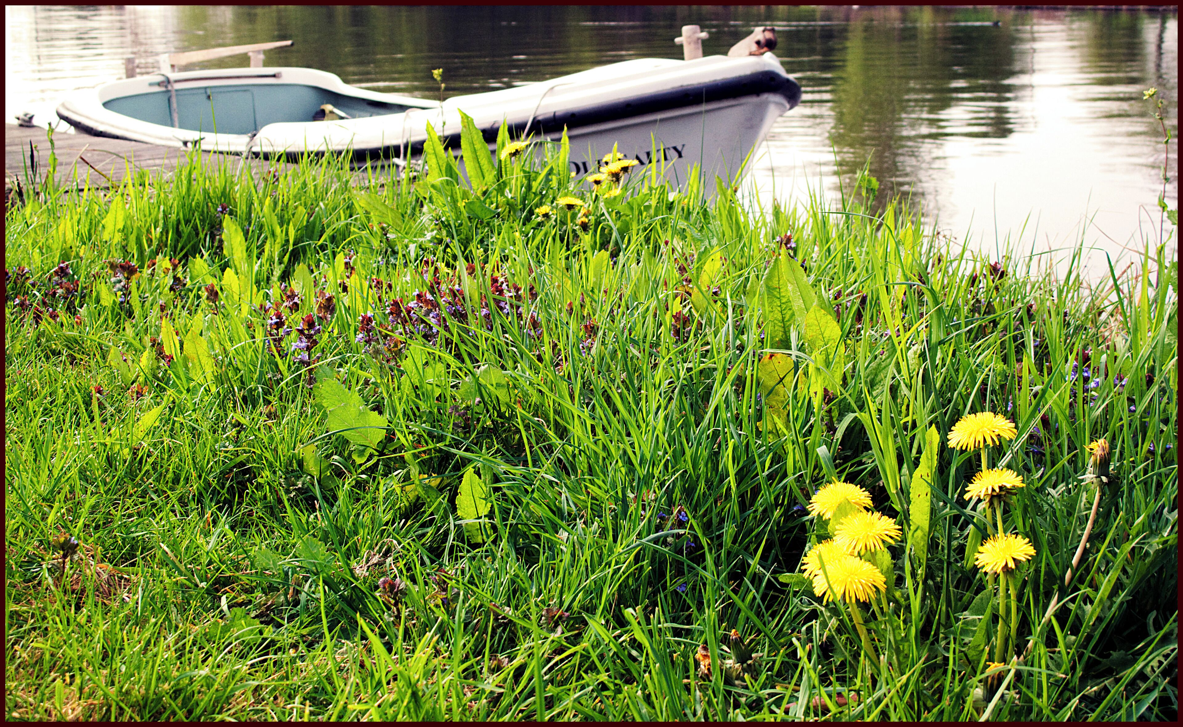 'Old Salty' tied-up nr. Shepperton Lock, Thames.