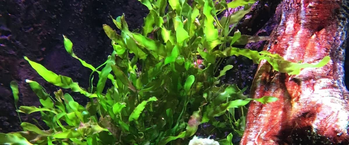 Seahorse exhibit. My fav