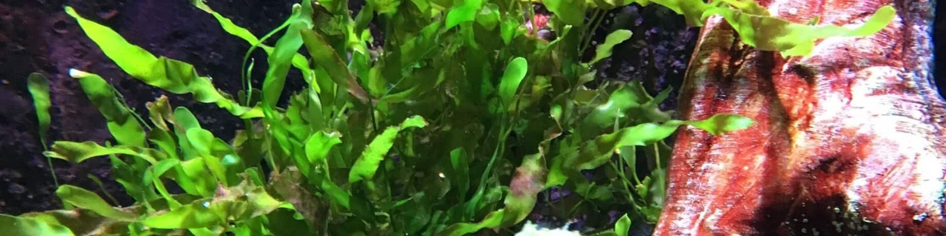 Seahorse exhibit. My fav