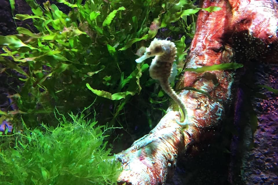 Un hippocampe perché sur une branche dans un aquarium.