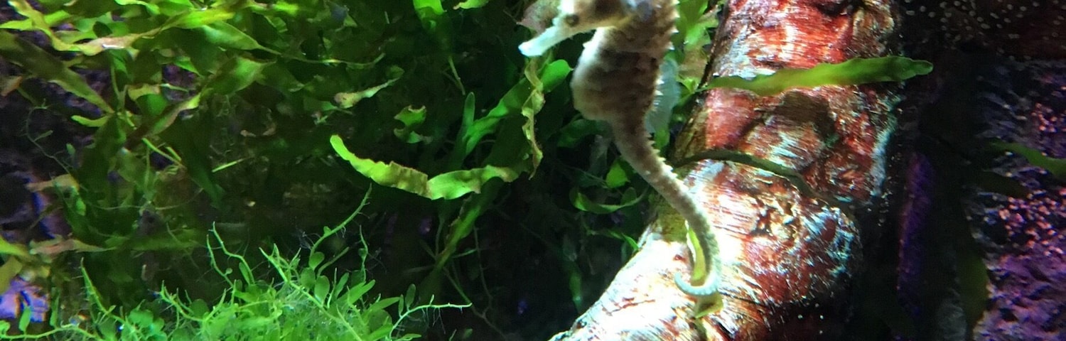 Seahorse exhibit. My fav