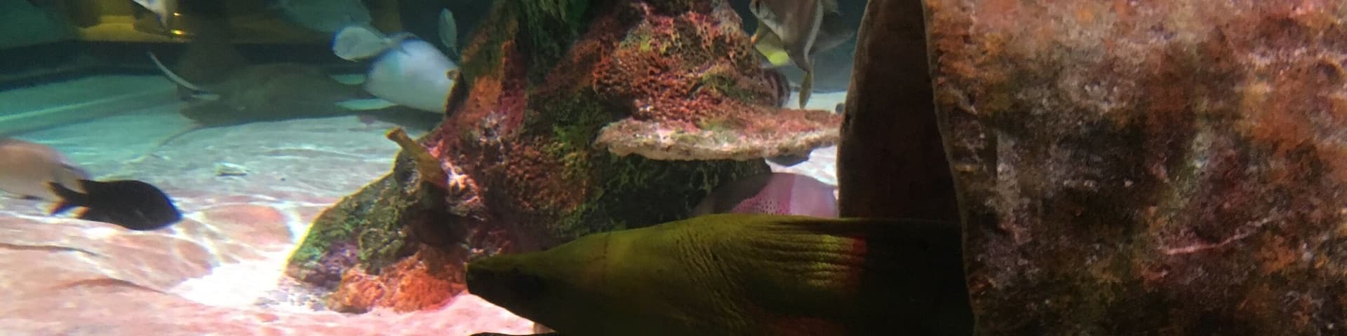 Eel tank. The kids loved it