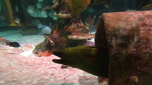 Eel tank. The kids loved it