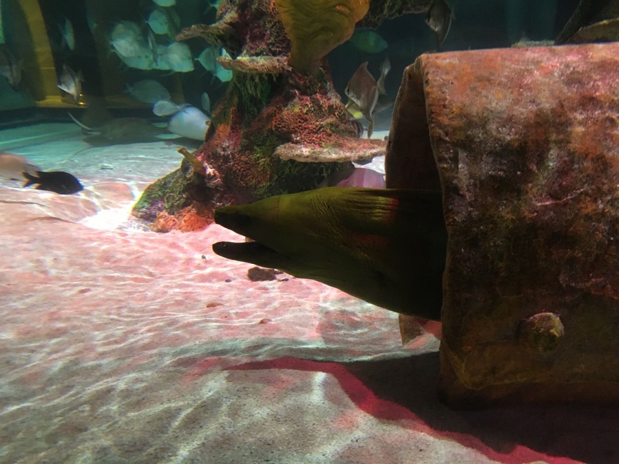 Eel tank. The kids loved it