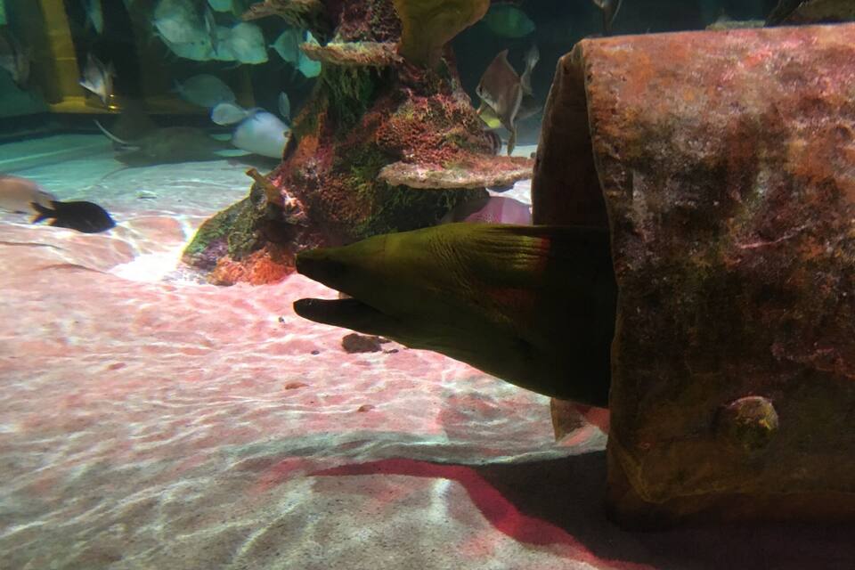 Une scène sous-marine avec une grande formation rocheuse et divers poissons qui nagent autour.