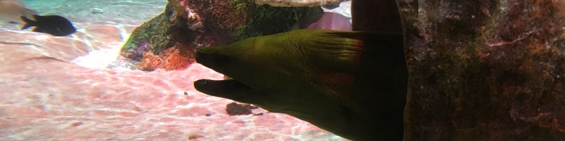 Eel tank. The kids loved it