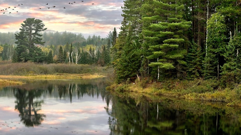 A calm lake surrounded by dense forests and a flock of birds flying overhead.