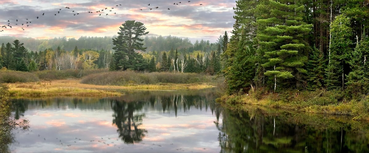 A calm lake surrounded by dense forests and a flock of birds flying overhead.